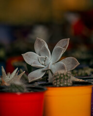 Cactus pequeño en pote