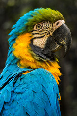 The scarlet macaw bird