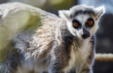 Ringtailed Lemur looking at Camera