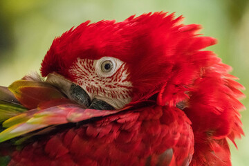 Fototapeta premium The scarlet macaw bird