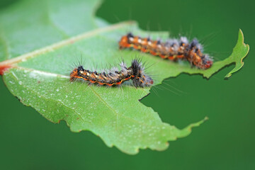 Lepidoptera larvae on leaves of wild plants, North China