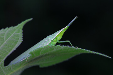 Obraz premium Atractomorpha sinensis lives on weeds in the North China Plain