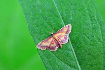 Moths on leaves in nature, North China Plain