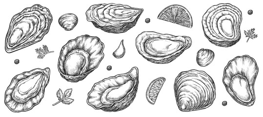 Oyster seafood opened and closed shell sketch set. Ink hand drawn fresh and cooked bivalve mollusk delicacy food ingredient for menu design decor vector illustration isolated on white background