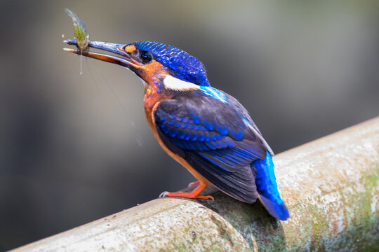 The Blue-eared Kingfisher or Alcedo meninting