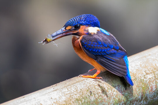 The Blue-eared Kingfisher or Alcedo meninting
