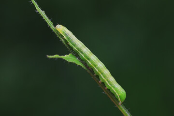 Moth larvae are on plant leaves