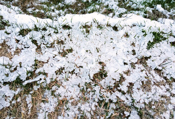 plant under the snow