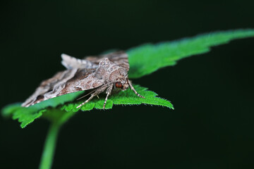 Moths on leaves in nature, North China Plain