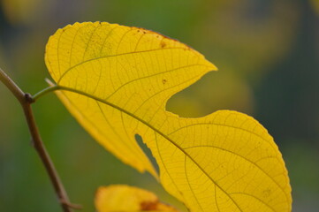 yellow leaf of a tree
