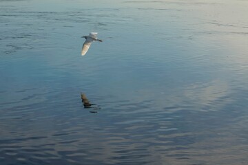 Reflection of a Great Egret flying over blue water with waves 