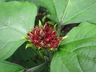  red flower tree photo