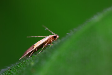 Fototapeta premium Moths on leaves in nature, North China Plain