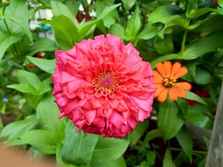 Zinnia elegans (youth and age, common zinnia, elegant zinnia) flower with natural background. Flower colours range from white, cream, pinks, reds, purples, green, yellow, apricot, orange and salmon.
