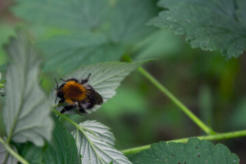 butterfly on a flower
