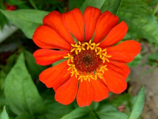 Zinnia elegans (youth and age, common zinnia, elegant zinnia) flower with natural background. Flower colours range from white, cream, pinks, reds, purples, green, yellow, apricot, orange and salmon.