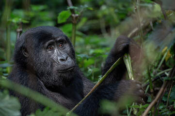 Mountain Gorilla
