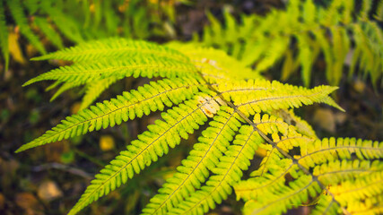 fern leaves