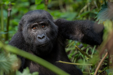 Mountain Gorilla