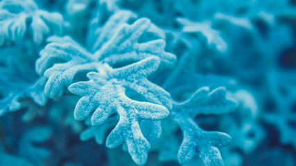 blue coral reef