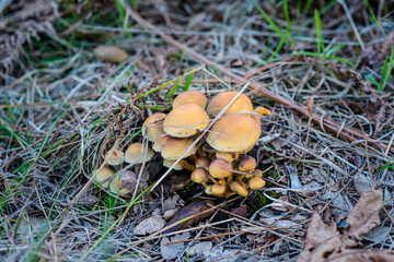 nice view of several mushrooms growing in the forest