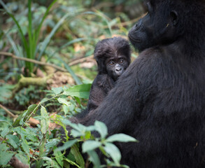 Mountain Gorilla