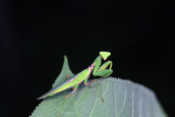 Mantis lives on weeds in the North China Plain