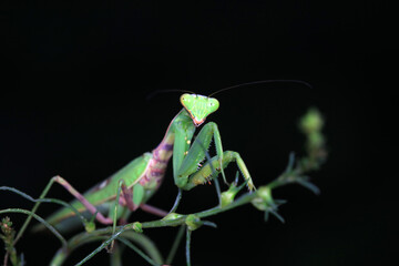 Mantis lives on weeds in the North China Plain