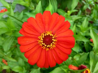 Zinnia elegans (youth and age, common zinnia, elegant zinnia) flower with natural background. Flower colours range from white, cream, pinks, reds, purples, green, yellow, apricot, orange and salmon.