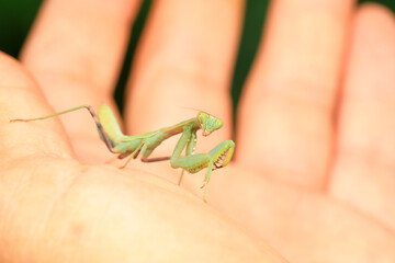 The mantis is still in the human hand