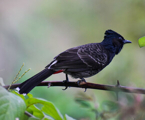 Nightingale bird
