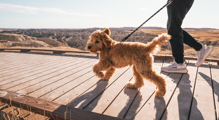 Badlands Puppy Golden Doodle Puppy Boardwalk Puppy in Badlands