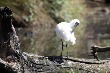 Royal Spoonbill (Platalea regia) in breeding plumage.