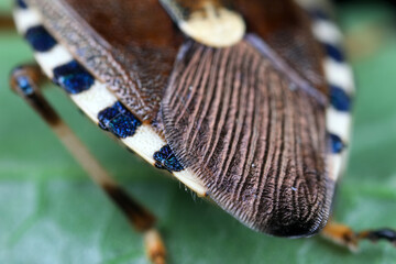 stinkbug on plant leaves in nature, North China Plain