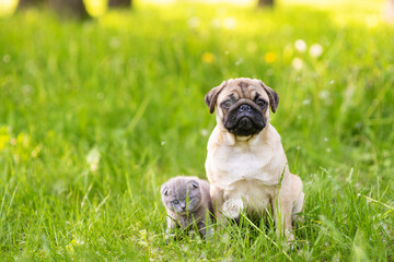 Obraz premium A pug puppy and a Scotland gray kitten sit next to the green grass and looking at camera