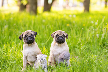 Two pug puppies and two kittens are sitting next to the grass in the summer in the park.