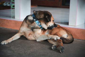 A dog is using its mouth to scratch ticks.