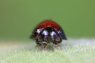 Ladybirds live on weeds in the North China Plain