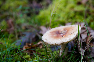 purple mushrooms growing in the forest