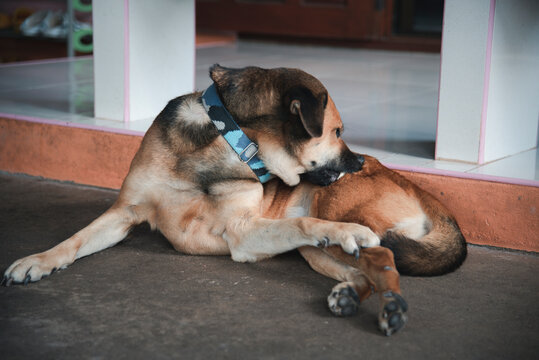 A dog is using its mouth to scratch ticks.