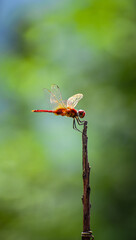 Dragonfly on branch