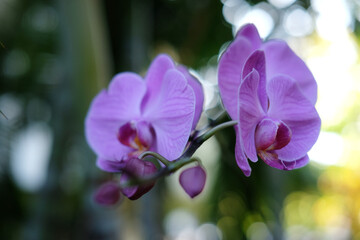 Fototapeta na wymiar Purple orchid flower phalaenopsis, phalaenopsis or falah, butterfly orchids.