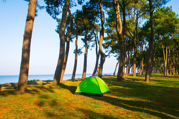 Green tent stands in green wild nature by the black sea with pine trees around. Travel and Camping holidays in caucasus.
