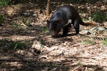 Tasmanian Devil (Sarcophilus harrisii).