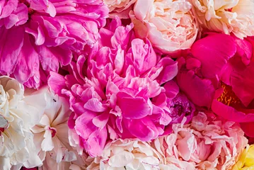 bunte Pfingstrosen auf rosa Hintergrund © Maksim Shebeko