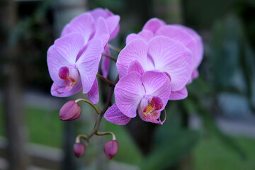 Naklejka na ściany i meble Purple orchid flower phalaenopsis, phalaenopsis or falah, butterfly orchids.