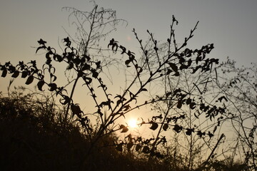 Sunrise into the Wild Bushes