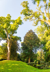 Vertical image of various green  trees  in dendrological park in Shekvetii. Georgia.2020.