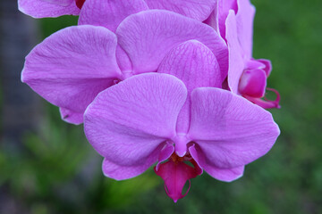 Purple orchid flower phalaenopsis, phalaenopsis or falah, butterfly orchids.