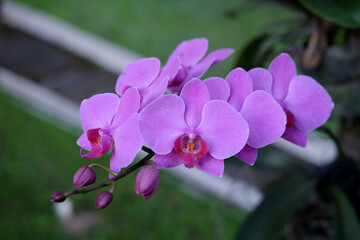 Purple orchid flower phalaenopsis, phalaenopsis or falah, butterfly orchids.